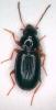 Bembidion tethys